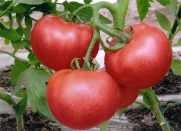 供應優質西紅柿 - 山東臨沂費縣薛莊蔬菜基地番茄架產品展示