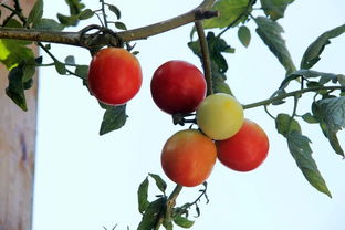 天涯文化騎行記 風行石壁，探訪芳前石村的堅韌與詩意