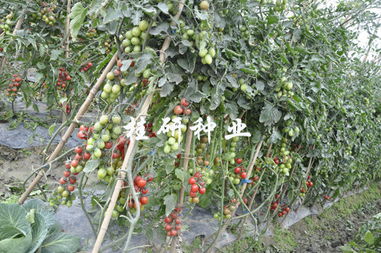 桂研新品添丁成功，粉色水果番茄表現亮眼
