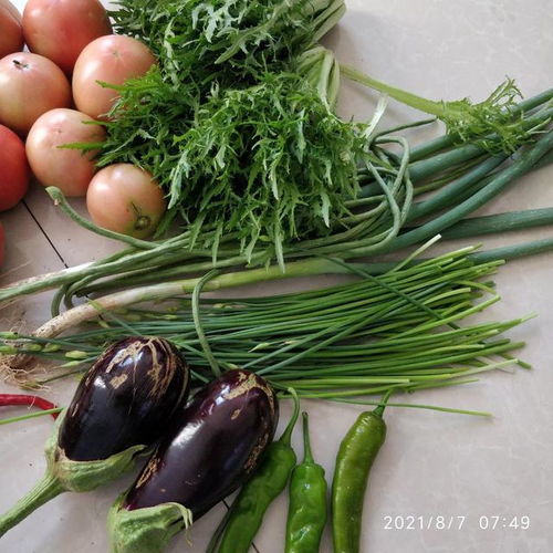 從亂石灘到小菜園 電焊網(wǎng)守護(hù)下的田園蛻變