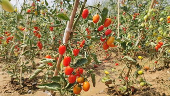 親手摘，親自賣 旭升小學(xué)首屆豐收季的別樣體驗(yàn)