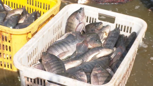 景洪內(nèi)陸水產(chǎn)養(yǎng)殖 水上春耕按下加速鍵，產(chǎn)銷一體化激活新動能