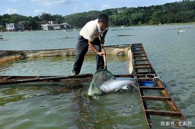 日本核污水入海沖擊全球水產(chǎn)，內(nèi)陸水產(chǎn)養(yǎng)殖或?qū)⒂瓉?lái)機(jī)遇與挑戰(zhàn)