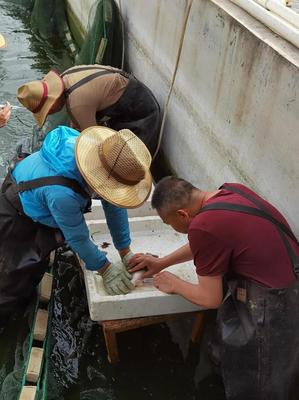 內(nèi)陸水產(chǎn)養(yǎng)殖新突破 省海洋與水產(chǎn)科學(xué)研究院成功實(shí)現(xiàn)加州鱸魚規(guī)?；庇? />
</span>
<span id=