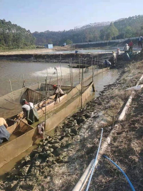 蓬江區(qū)榮獲省級(jí)水產(chǎn)健康養(yǎng)殖與生態(tài)養(yǎng)殖示范區(qū)認(rèn)定，引領(lǐng)內(nèi)陸水產(chǎn)養(yǎng)殖銷售新風(fēng)向