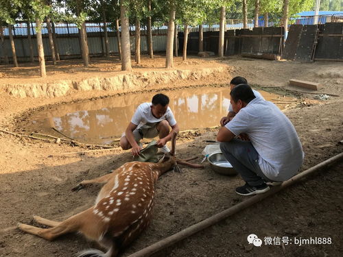 江蘇生態(tài)梅花鹿養(yǎng)殖基地 養(yǎng)出富農(nóng)新希望，探索特色動(dòng)物飼養(yǎng)新路徑