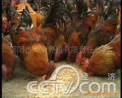 簡(jiǎn)陽市大眾養(yǎng)殖有限責(zé)任公司 動(dòng)物種苗產(chǎn)品矩陣與科學(xué)飼養(yǎng)體系