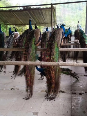 貴陽動(dòng)物園駱駝?dòng)^賞與養(yǎng)殖租賃全指南